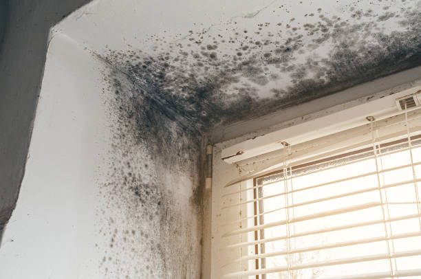 Affordable Mold Removal solutions in Luthersburg, PA